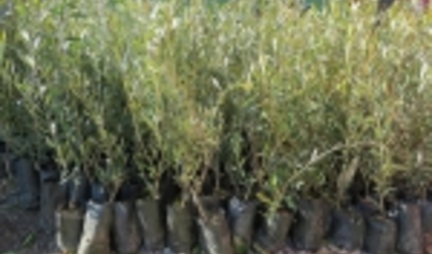 200 هزار اصله نهال صنوبر در خلخال توزیع شد