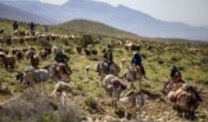 ورود زودهنگام دام عشایر، مراتع را نابود می‌کند/ صدور 5000 اطلاعیه برای جلوگیری از کوچ پیش از موعد