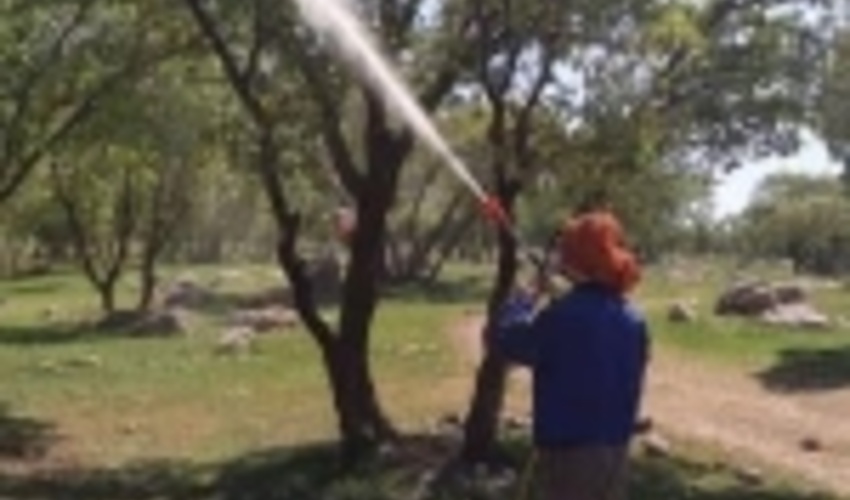 لرستان/اجرای طرح مبارزه با آفت جوانه خوار بلوط و لورانتوس