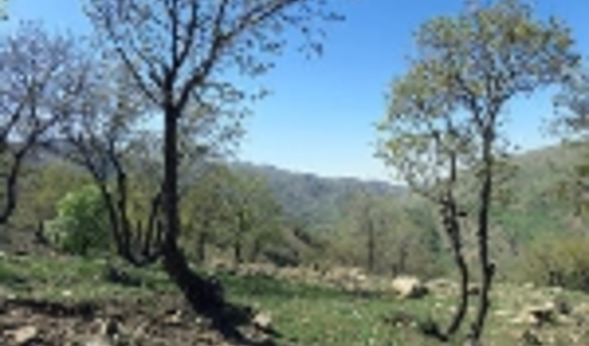 41 ذخیره گاه جنگلی در جنوب کرمان شناسایی شد