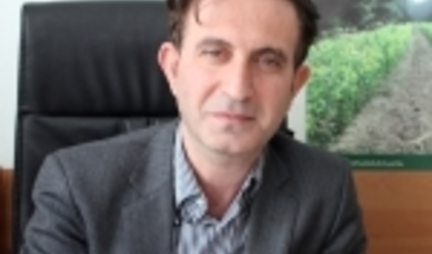 اشتغال و درآمد ماحصل زراعت صنوبر در زنجان است/ رونق صنعت چوب با زراعت صنوبر