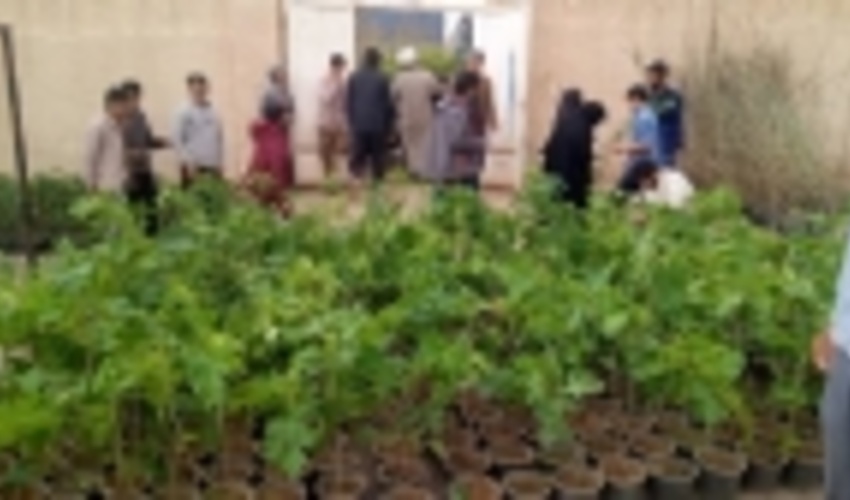 تولید نهال به میزان 3 برابر در زنجان افزایش خواهد یافت