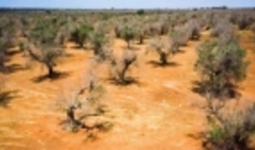 آمریکا در معرض خشکسالی عظیم و حریق های بیشتر