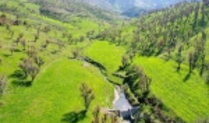 متصرفان عرصه‌های طبیعی مریوان به کشت ۱۰ هزار درخت محکوم شدند