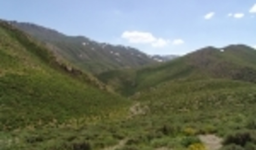 علوفه مراتع خراسان رضوی پاسخ گوی 3.5 میلیون واحد دامی است