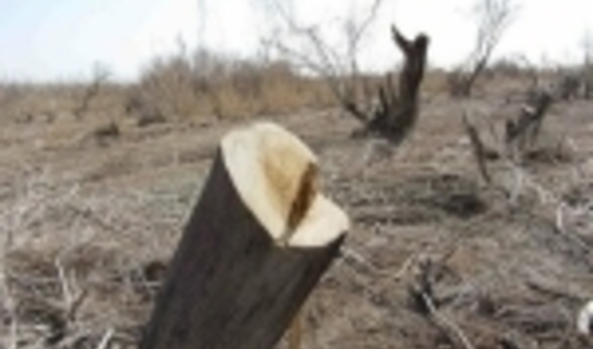 آغاز اجرای طرح مبارزه با آفات و بیماری ها در 375 هکتار از تاغزارهای سمنان