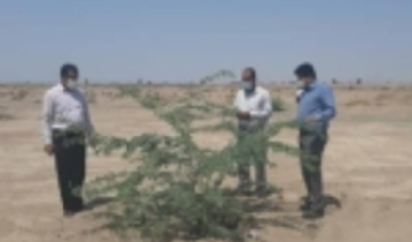جنوب کرمان/لزوم مراقبت روزانه از پروژه های بیولوژیک برای مقابله با بیابان‌زایی و مهار ریزگردها