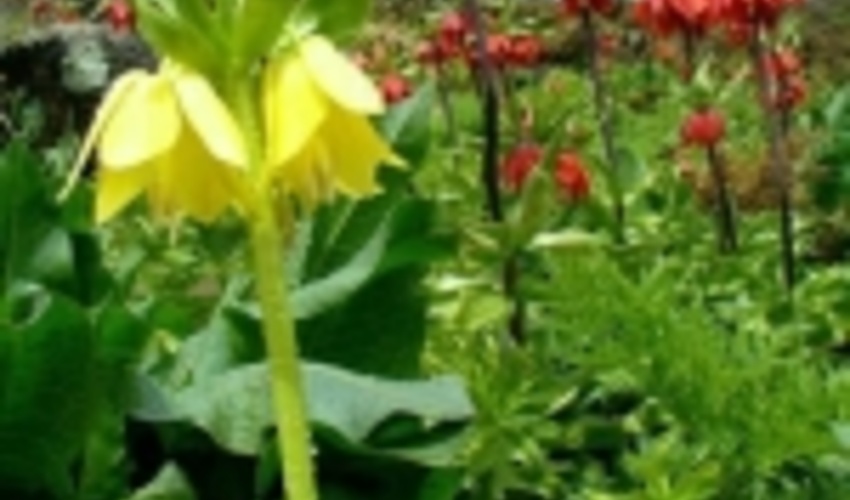 گلی خجل که زمین را به نظاره نشسته است 