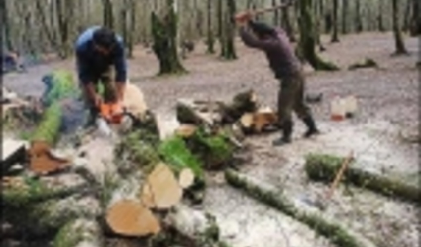 افزایش عوارض قطع درختان جنگلی پس از ۵۳ سال