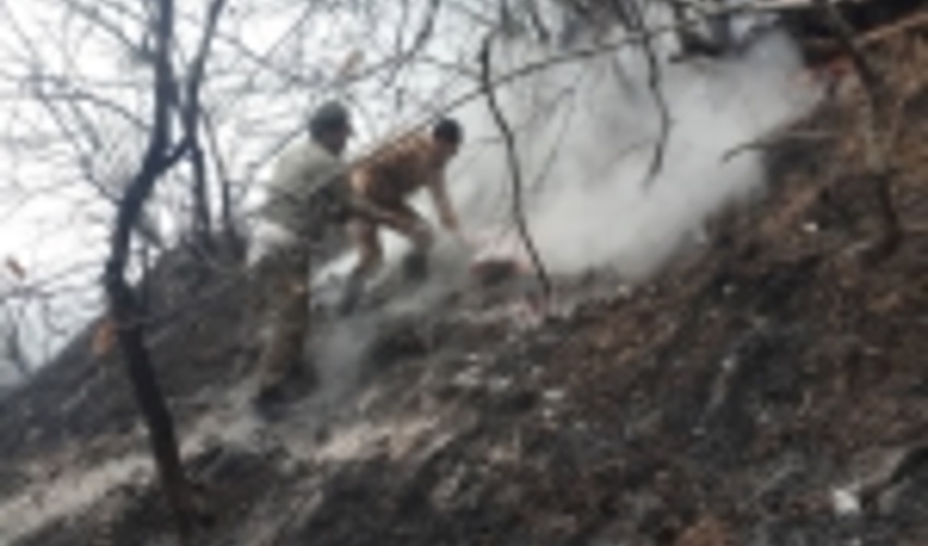 افزایش وقوع آتش سوزی در عرصه های جنگلی/ مردم و گردشگران غفلت را کنار بگذارند