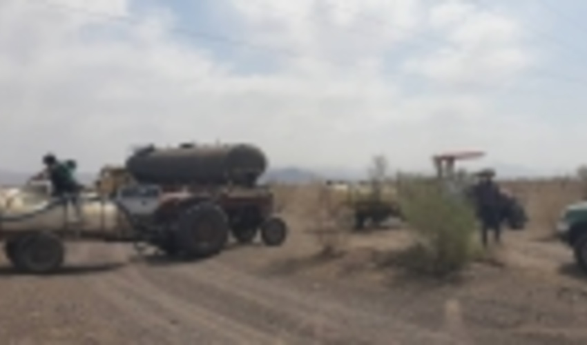 کرمان/مبارزه با آفت ملخ های کوهان دار در تاغ زارهای رفسنجان