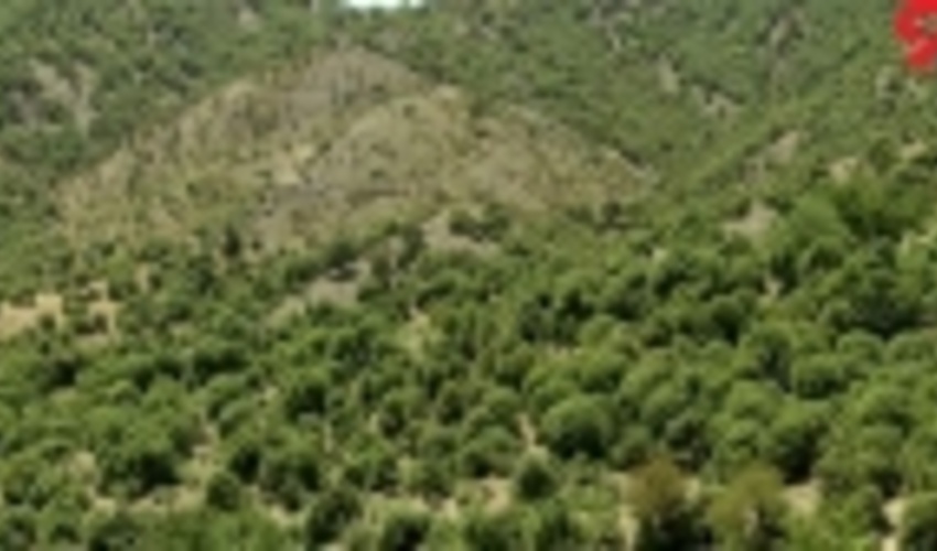 شناسایی 255 نقطه بحرانی و نیمه بحرانی حریق در جنگل های کرمانشاه