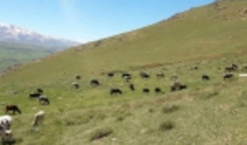 10هزار هکتار از مراتع چهارمحال و بختیاری زیرپوشش بیمه قرار گرفت