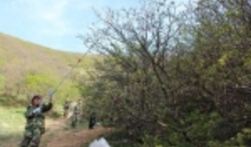 اجرای طرح مقابله با آفت پروانه دم قهوه‌ای در خلخال 