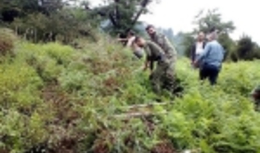 گیلان/ رفع تصرف ۱۵ هکتاری از اراضی ملی صومعه سرا