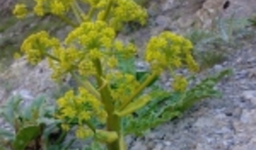 اصفهان/ برداشت آنغوزه از بیابان‌های اردستان 