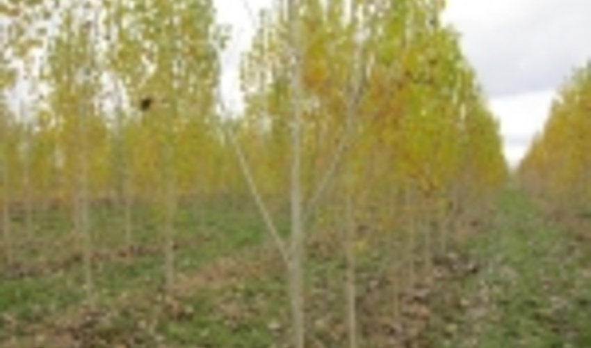 زراعت چوب در کشور دوباره رونق گرفت 