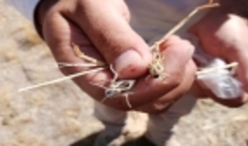 البرز/ مبارزه با ملخ شاخک کوتاه تاغ زار‌های اشتهارد