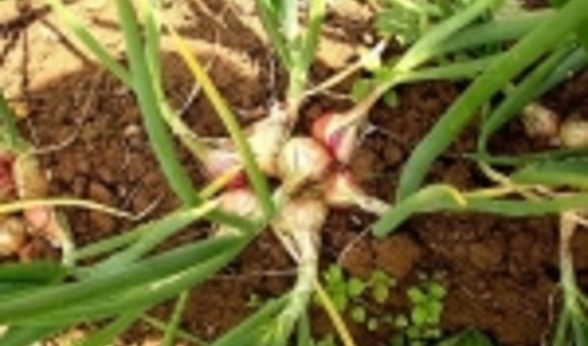 عوامل برداشت غیر مجاز "موسیر وحشی" در دزفول دستگیر شدند