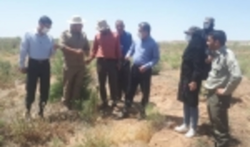 وجود ملخ در مراتع البرز تحت کنترل است