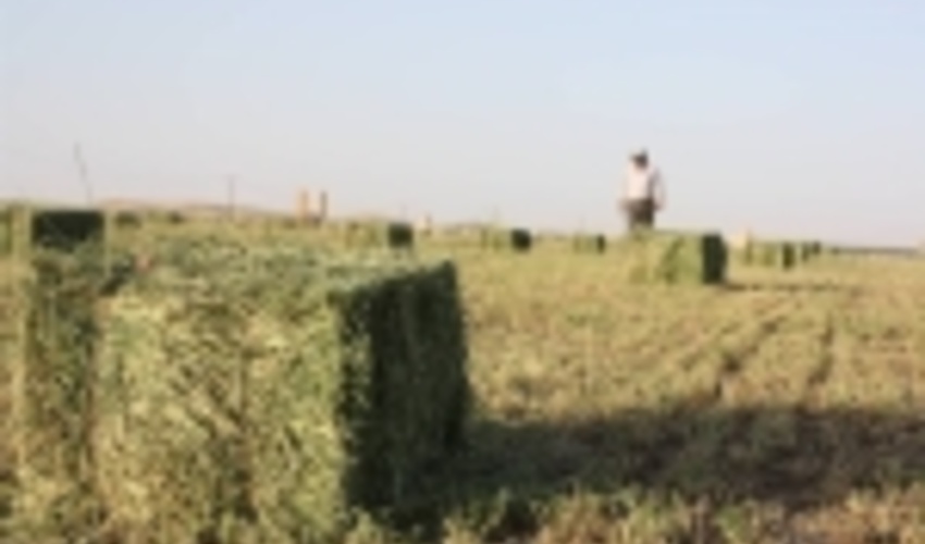 تولید علوفه مرتعی امسال بر اثر خشکسالی ۴ میلیون تن کاهش می یابد 