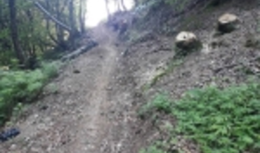 رفع تصرف ۶۲۰۰ متر مربع از اراضی ملی لنگرود/ شناسایی عاملین قطع درختان جنگلی دیوشل