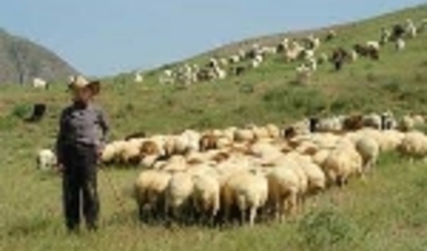 با نامگذاری سال جهانی مرتع و دامداران موافقت شد