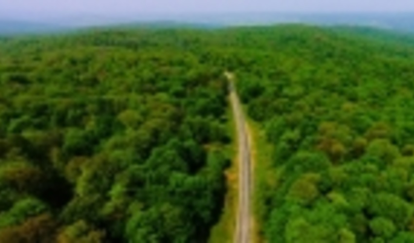 نوسان نرخ ارز دامن جنگل را هم گرفت