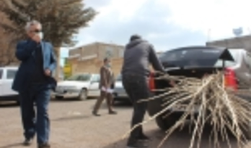 یک میلیون و ۵۰۰ هزار اصله نهال صنوبر در استان اردبیل توزیع شد