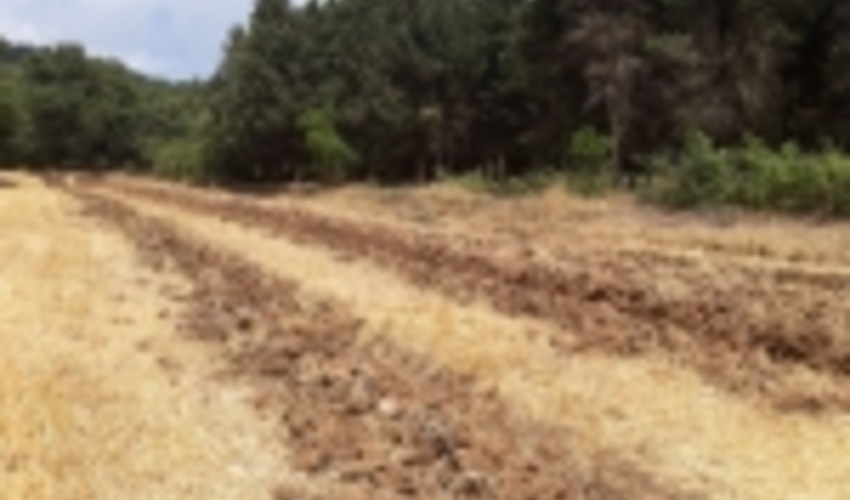 طرح آتش‌بُر در ۳۵۰ کیلومتر از نوار جنگلی گلستان اجرا شد