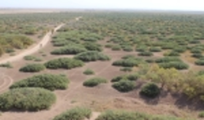 مرکزی/ کشت 2 هزار هکتار نهال ۲ سال اخیر در اراضی بیابانی استان مرکزی