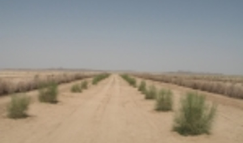 گام های بیابان در خراسان جنوبی بلند تر شد