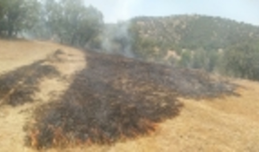 ۵۰۴ هکتار از عرصه‌های طبیعی کردستان درگیر حریق شد