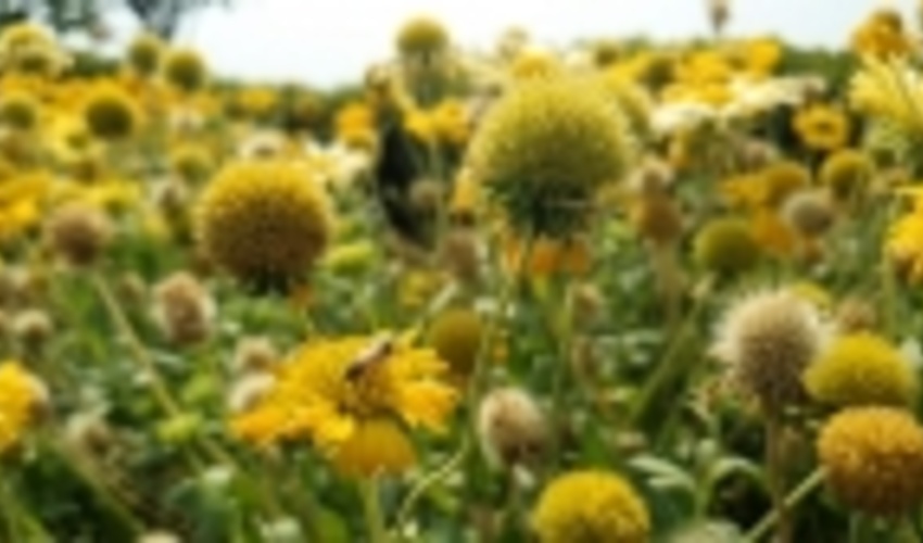 Restore land to help deal with global crises leaders urge