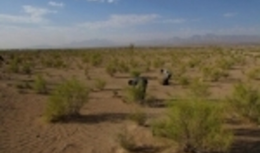 در ۳۳۸ هکتار از بیابان‌های گرمسار عملیات نهال کاری انجام شد