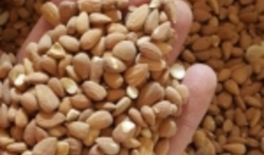 برداشت بادام کوهی در جنوب کرمان آغاز شد