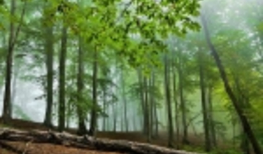 The Meeting of the Executive Committee for Forest Affairs Held at FRWO