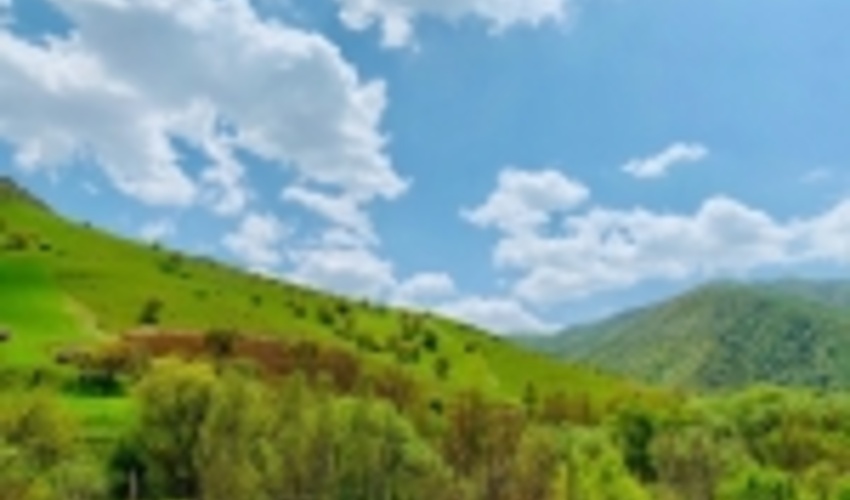 احیاء سالانه ۶۰۰ هکتار از اراضی جنگلی در کرمانشاه 