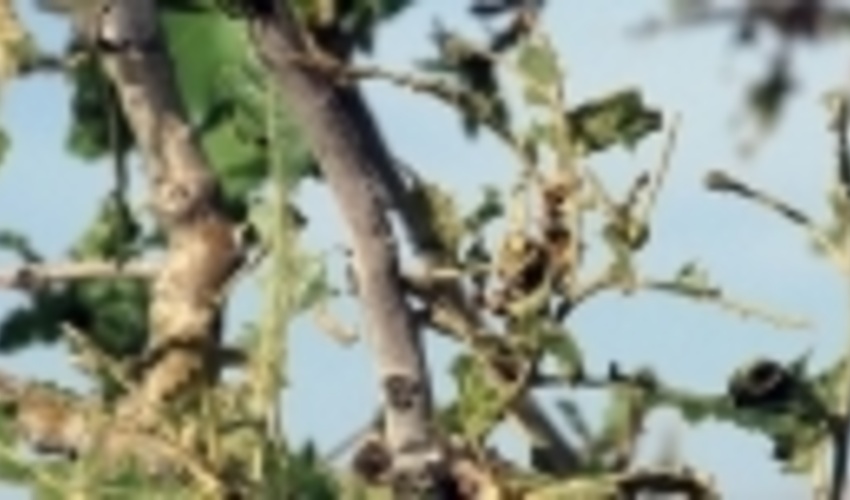 سمنان/طغیان آفت کرم ابریشم‌باف ناجور درشهرستان مهدی‌شهر