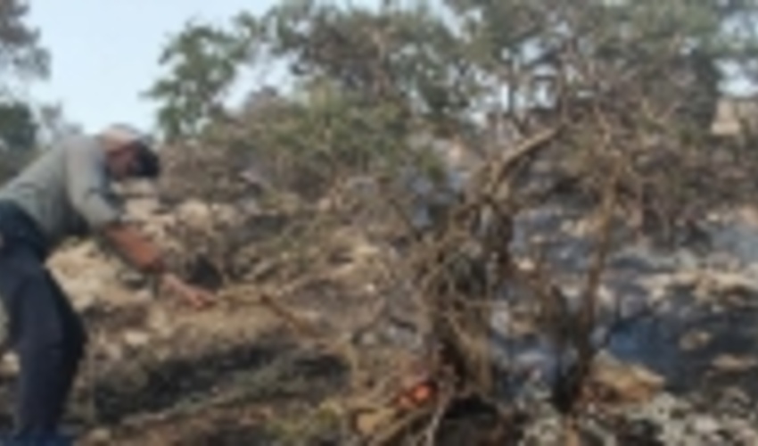 کاهش آتش‌سوزی در عرصه‌های منابع طبیعی خراسان‌شمالی/ آماده باش نیروها برای مقابله با آتش سوزی