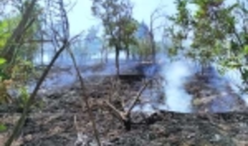 اطفاء حریق در پارک جنگلی لتیان