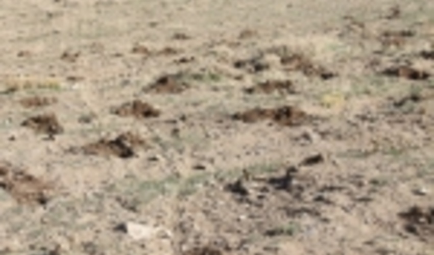 گلستان/بوته کاری در مراتع راهکاری برای مقابله با ریزگرد‌ها