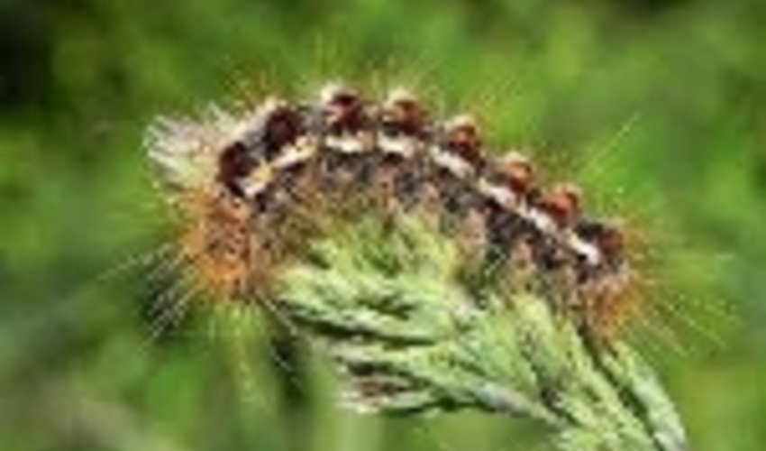 آذربایجان شرقی/جمع آوری مکانیکی آفت‌های پروانه‌های دم قهوه‌ای از جنگل های ارسباران