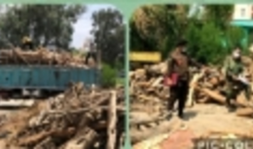 کشف ۸ تُن چوب غیرمجاز جنگلی در شهرستان جیرفت 