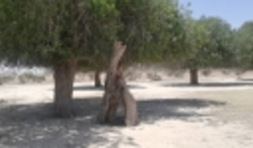 فارس/اجرای عملیات قرق در سطح 100 هکتار از ذخیره گاه جنگلی شهرستان زرین دشت