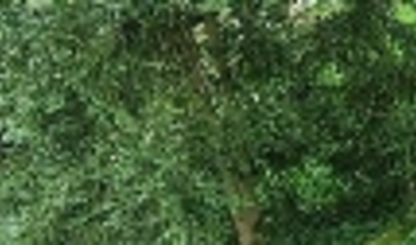 حدود ۶ هکتار از جنگل‌های مازندران زیرکشت شمشاد رفت