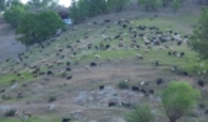 دامداران جنوب کرمان برای حفظ مراتع، زمانبندی تقویم کوچ ‌را رعایت کنند 