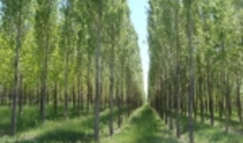 زراعت چوب؛ اصلی‌ترین منبع تامین نیازهای چوبی کشور