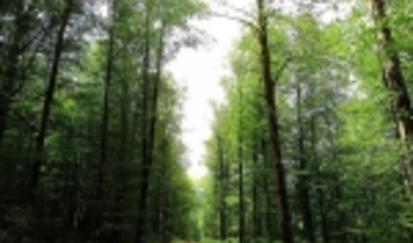 نوشهر/ ضریب حفاظتی منابع طبیعی رامسر افزایش می یابد