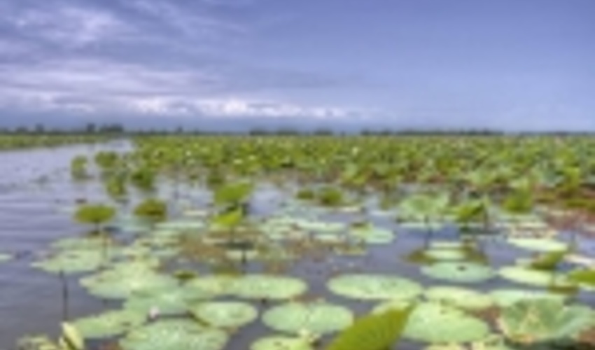 FRWO Demands Acceleration of Issuance of the Anzali Wetland Document